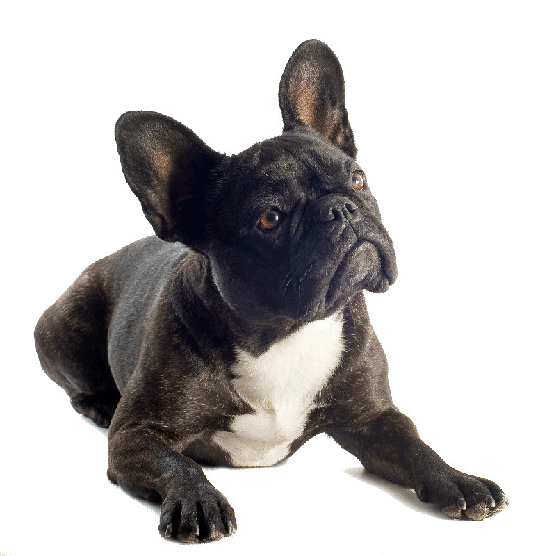 bulldog-freigestellt