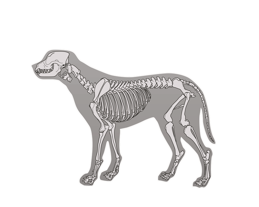 hundeskelette-1