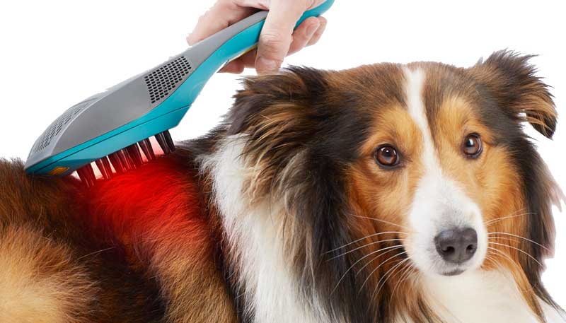 hund-mit-laser-behandlung